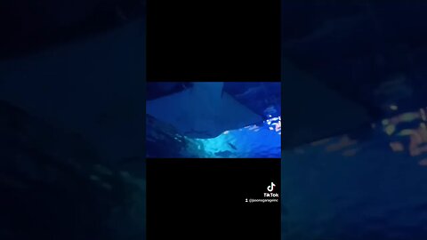 Fake shark attack