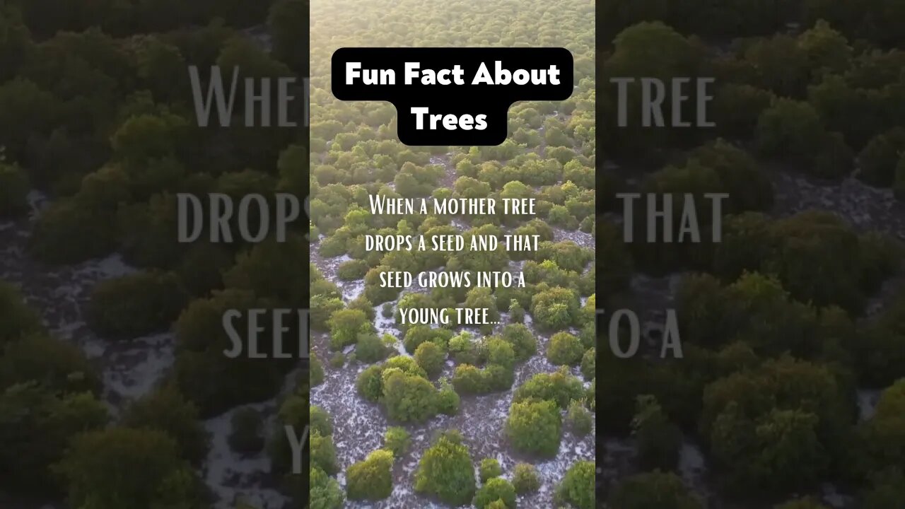 Episodes 9 and 10 cover fun facts as well as symbolic wisdom of trees! #treeoflife www.inanewway.com