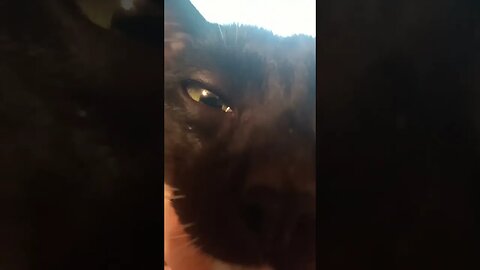 Moonpie says hi #shorts #shortsvideo #shortsfeed #youtubeshorts #catvideos #cat