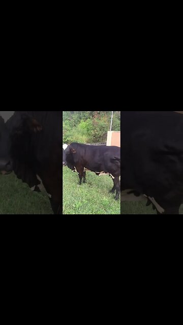 My Bulls Chiraq and Kanye Living Normal