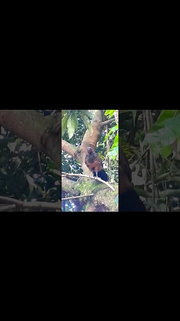 Jacu e seus filhotes em cima da árvore Jacuaçu