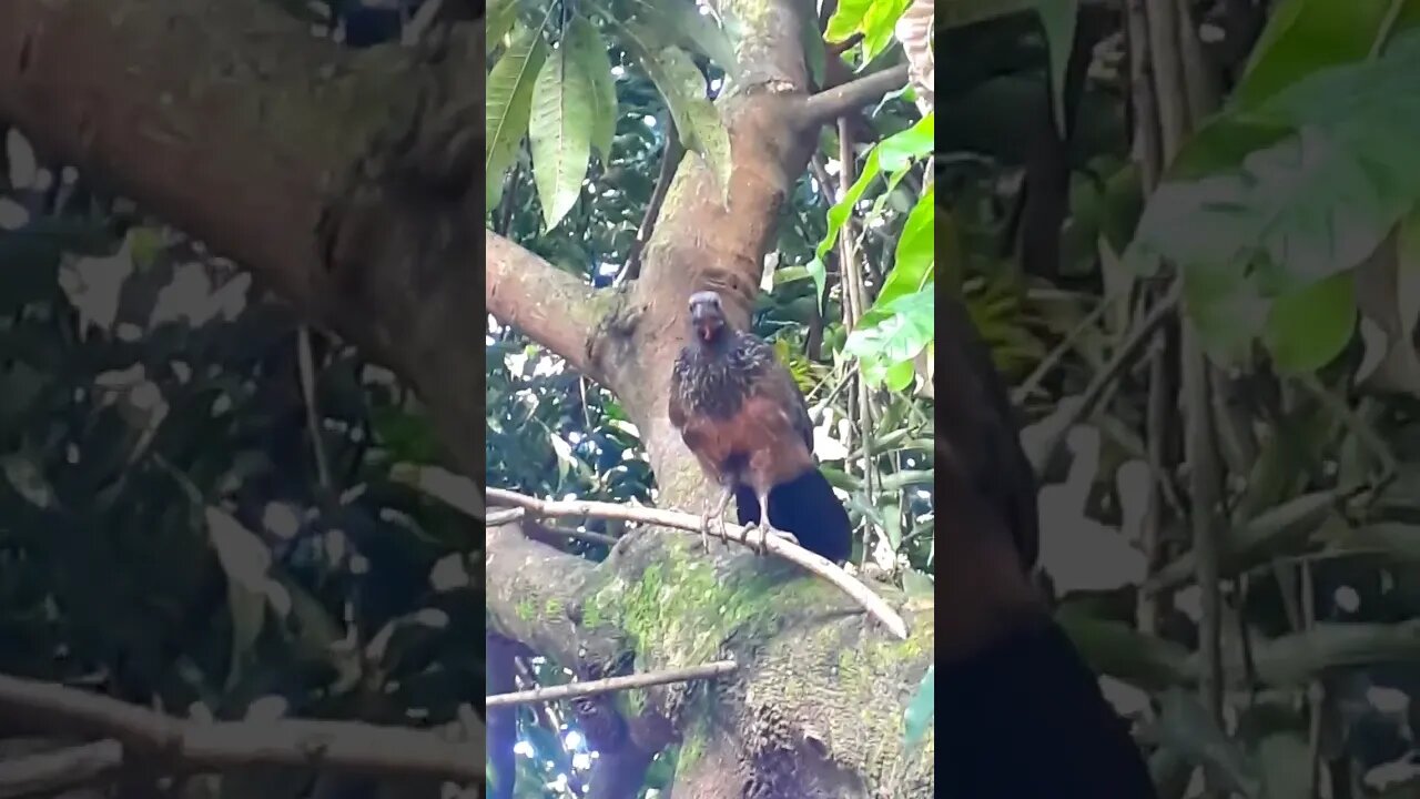 Jacu e seus filhotes em cima da árvore Jacuaçu