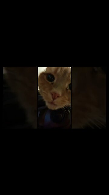 Up Close with a Cute Cat 🐱 #catvideos #catshorts