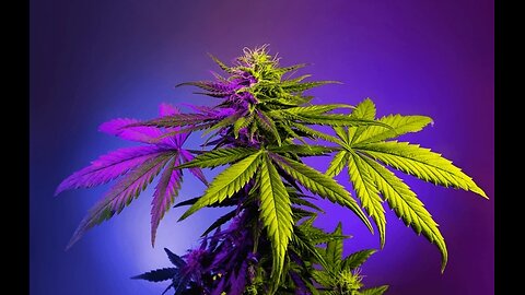 The Bruce Banner Strain Review