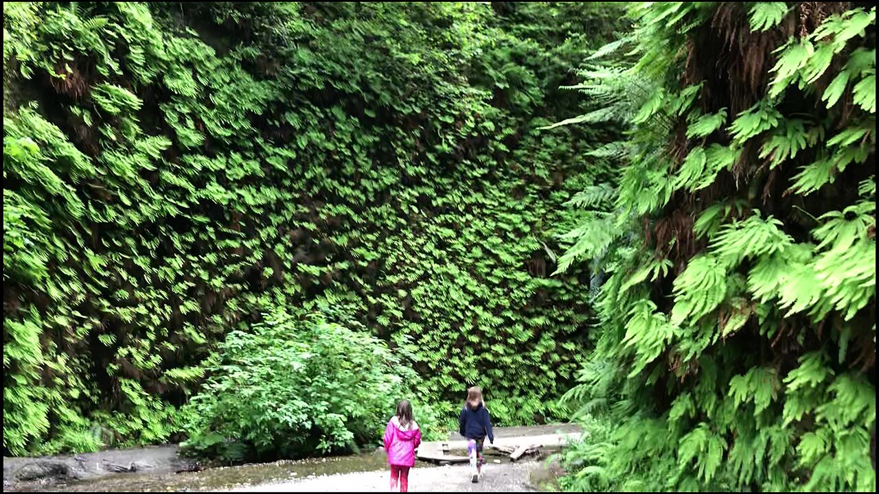 Redwood Natl Park - Fern Canyon