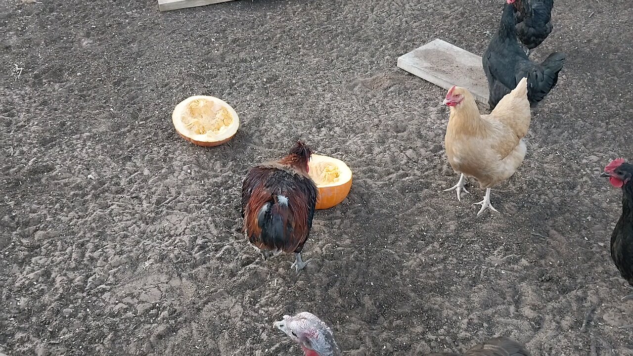 Chickens first pumpkin