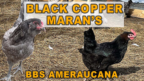 Our New Black Copper Maran Chickens & BBS Ameraucana Chickens