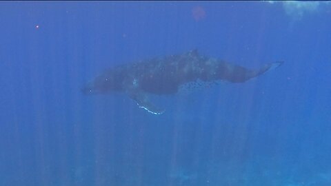 Scuba diver finds dolphins escorting a humpback whale in the Galapagos