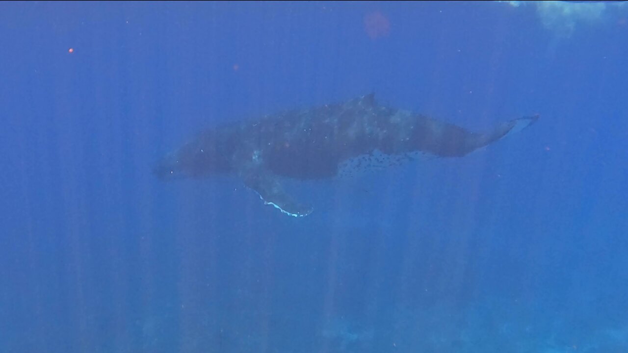 Scuba diver finds dolphins escorting a humpback whale in the Galapagos