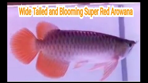 Wide Tailed and Blooming Super Red Arowana