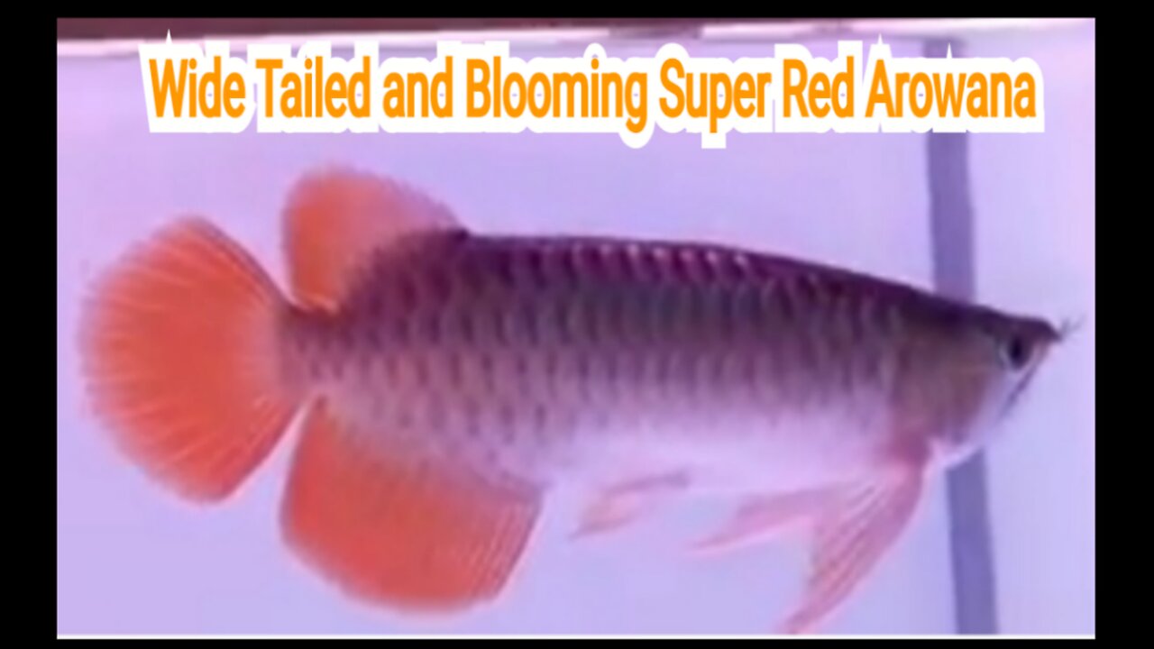 Wide Tailed and Blooming Super Red Arowana