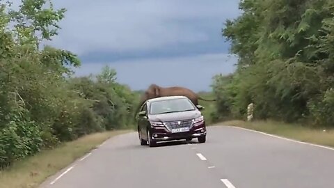 Elephant attack 😱😱 | Animal video |