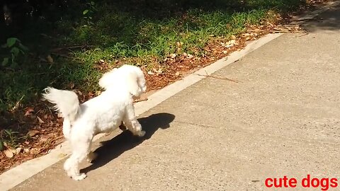 Beautiful_dogs_video_footage__dogs__pet_animals___