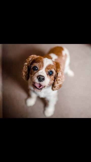 Golden Retrievers Curiosity