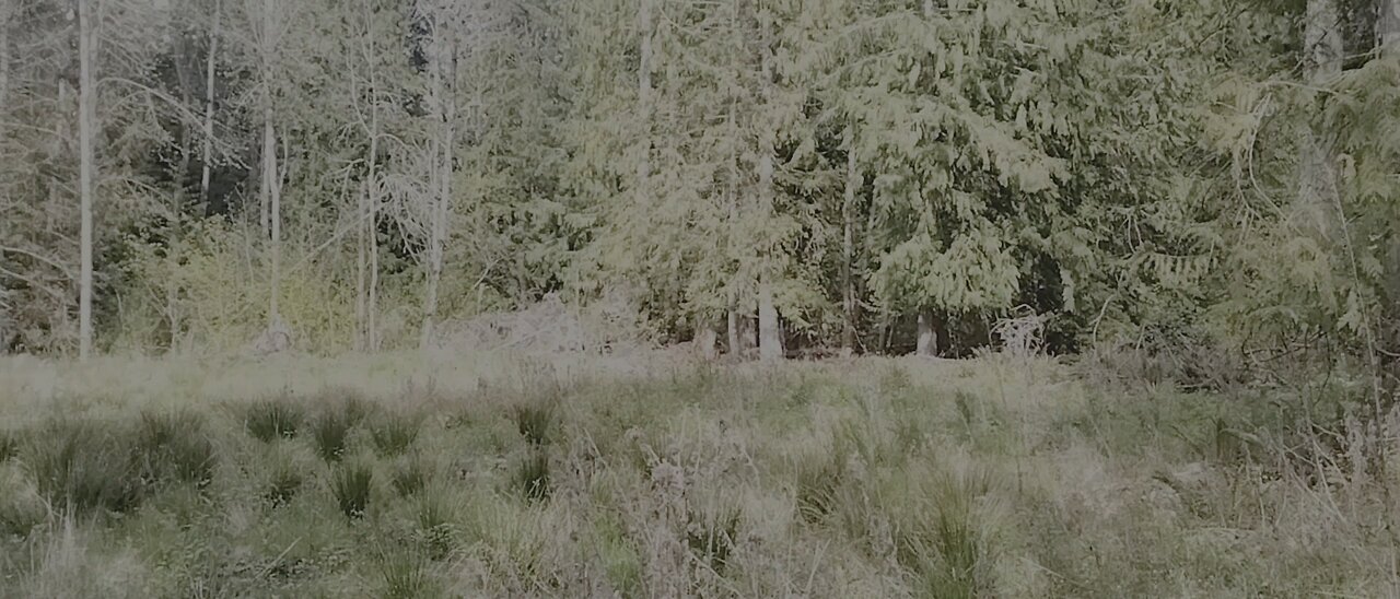 Trees to remove