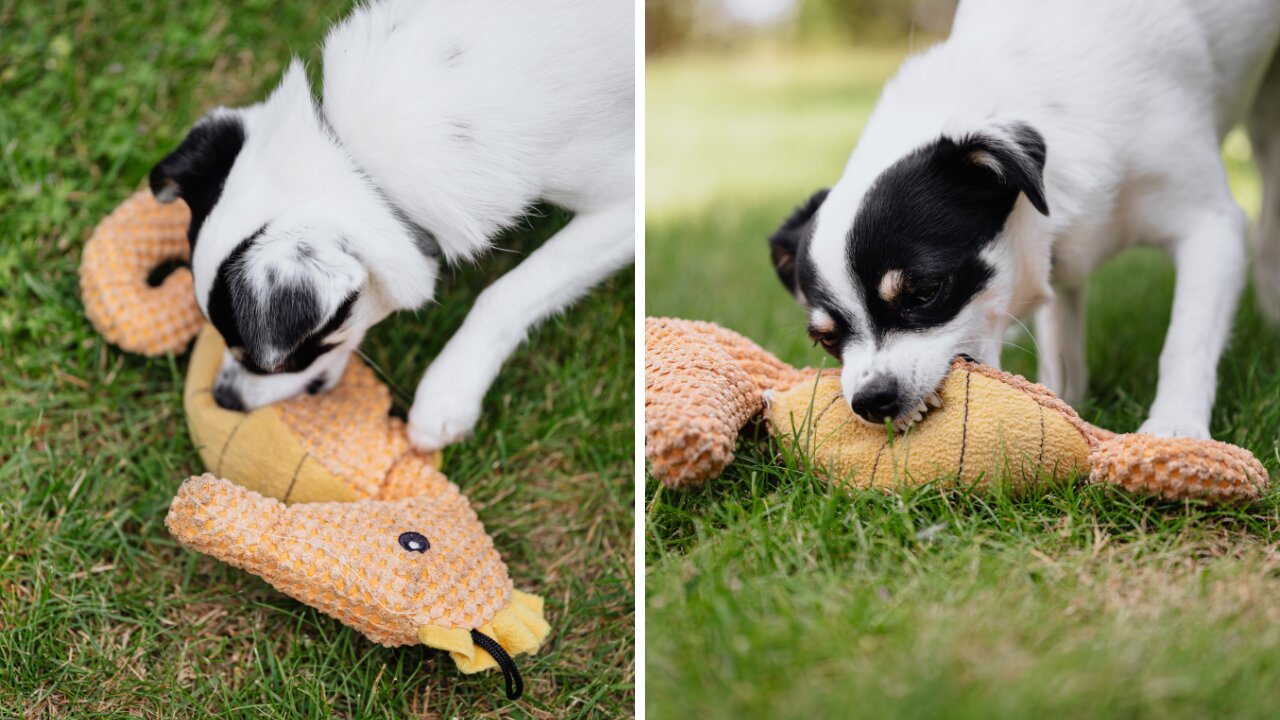 Funny Puppies Go Crazy Over Weird New Toy