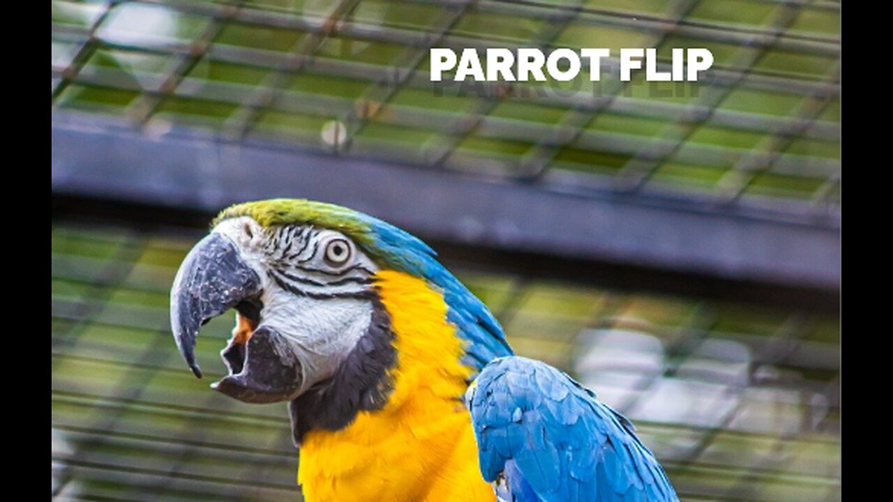 Parrot Flip