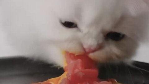 cute cat asmr