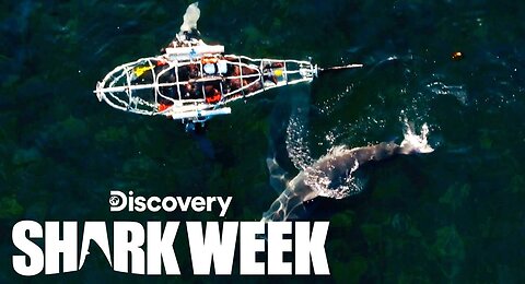 Mechanical Shark Infiltrates Great White Feeding Ground Shark Week