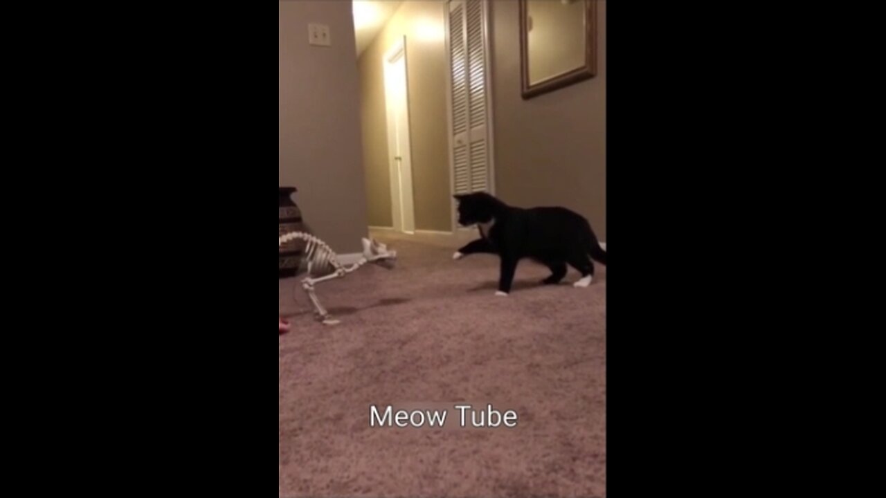 Funny Cat vs Skeleton Cat😺🐶 Funniest Animals 2023 😂