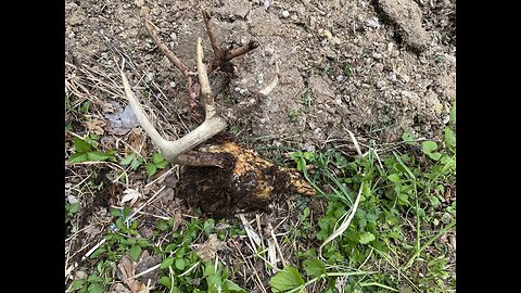 Checking deer heads "cleaning" in the compost pile