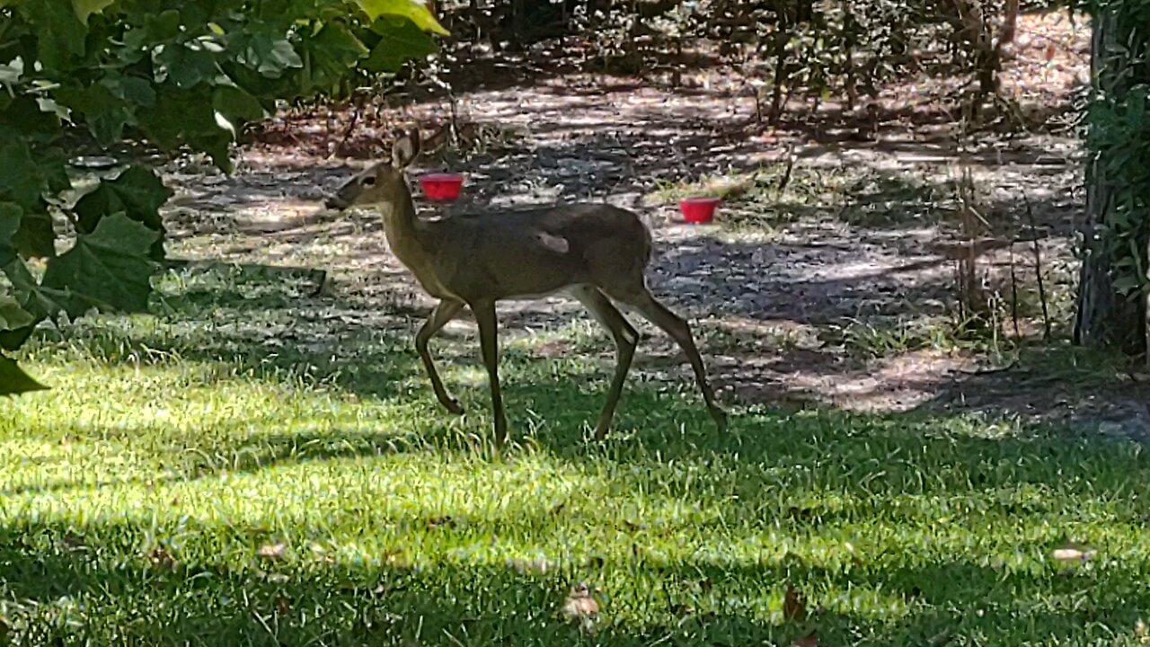 Only one Deer? Hurricane on it's way Again