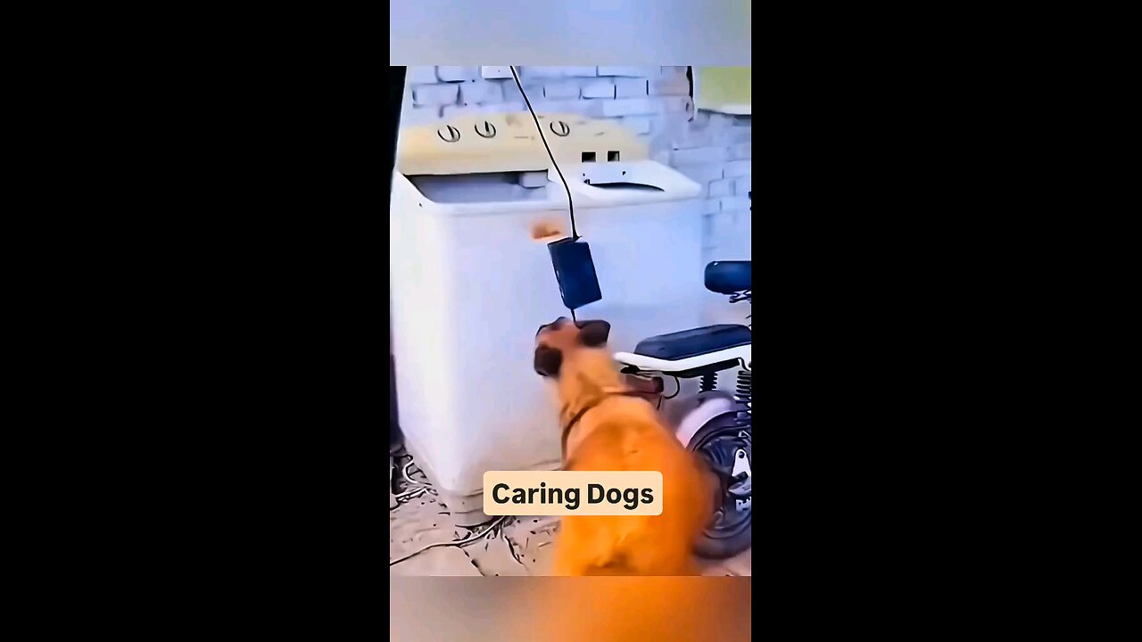 Caring Dogs