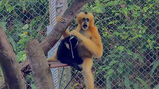 Adorable Northern Yellow-Cheeked Gibbon and Baby in Perth Zoo