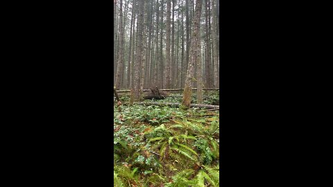 Walk in Canadian Tropical forest