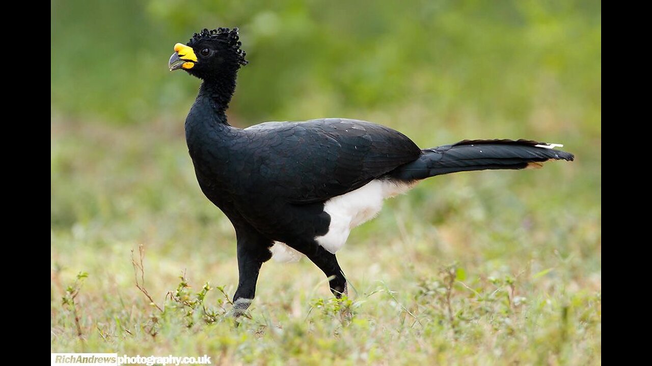 Ced Ride Analyzing the origin of the name of his island Indian origin CURASSOW ?