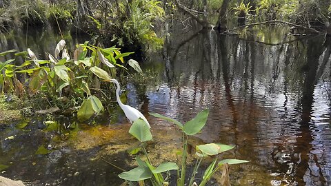 Alligators