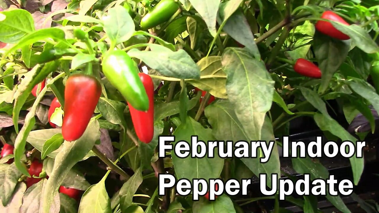 February Gardening Update For Our Indoor Pepper Projects