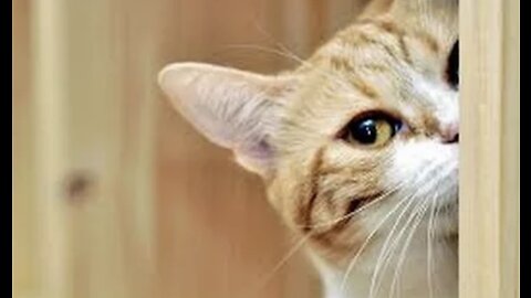 Funny cats compilation