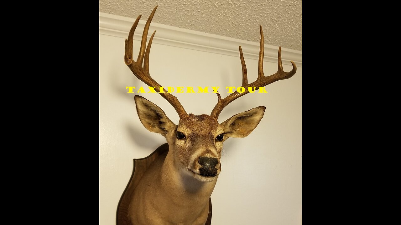 Taxidermy Tour - Waterfowl, Hog, Deer, exotic game, euro mount, Goose, Duck, Mounts/Trophy Room