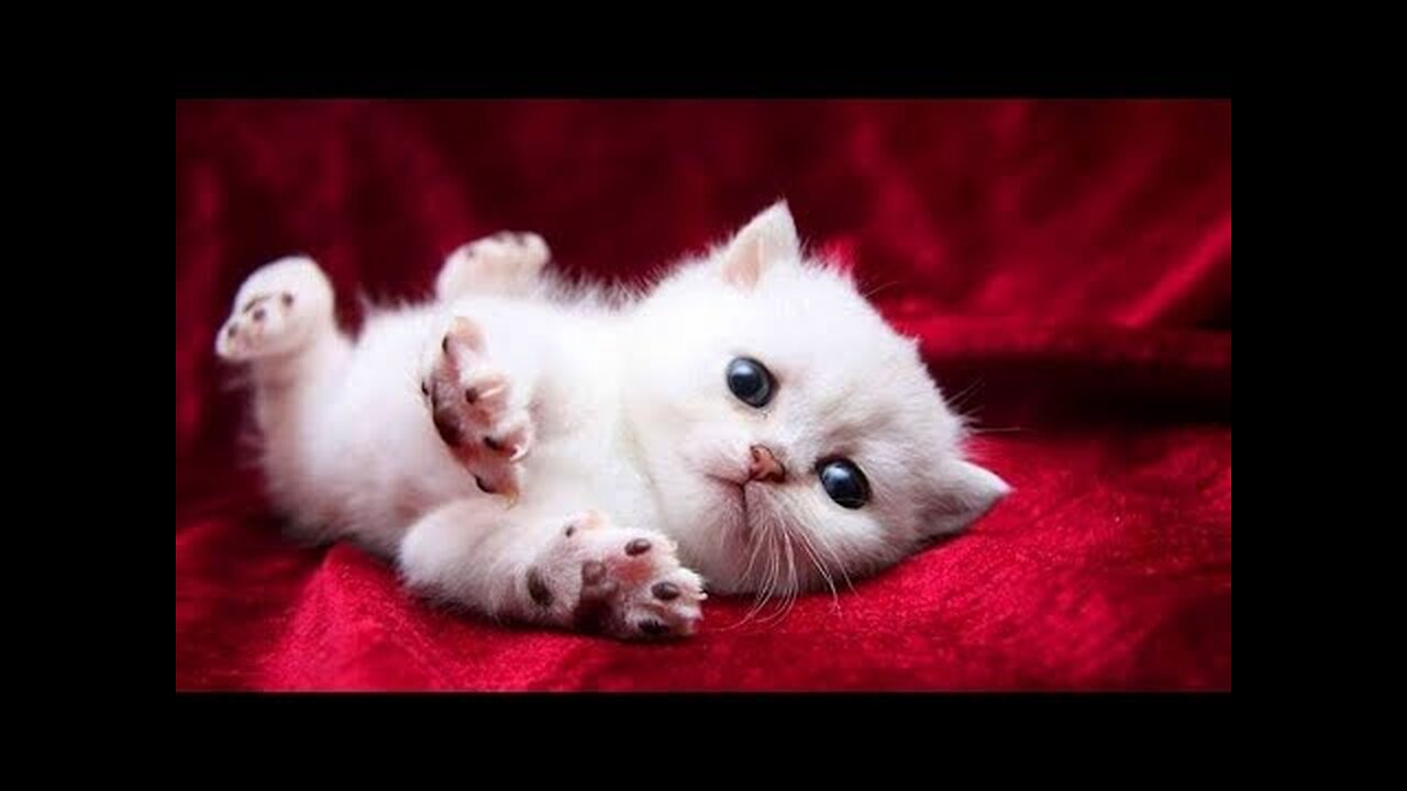 So cute cat funny video