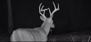 Moultrie Trail camera videos