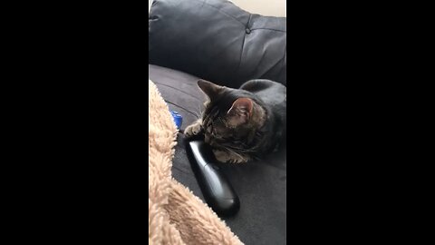 My Cat Milo Wants To Change The Channel