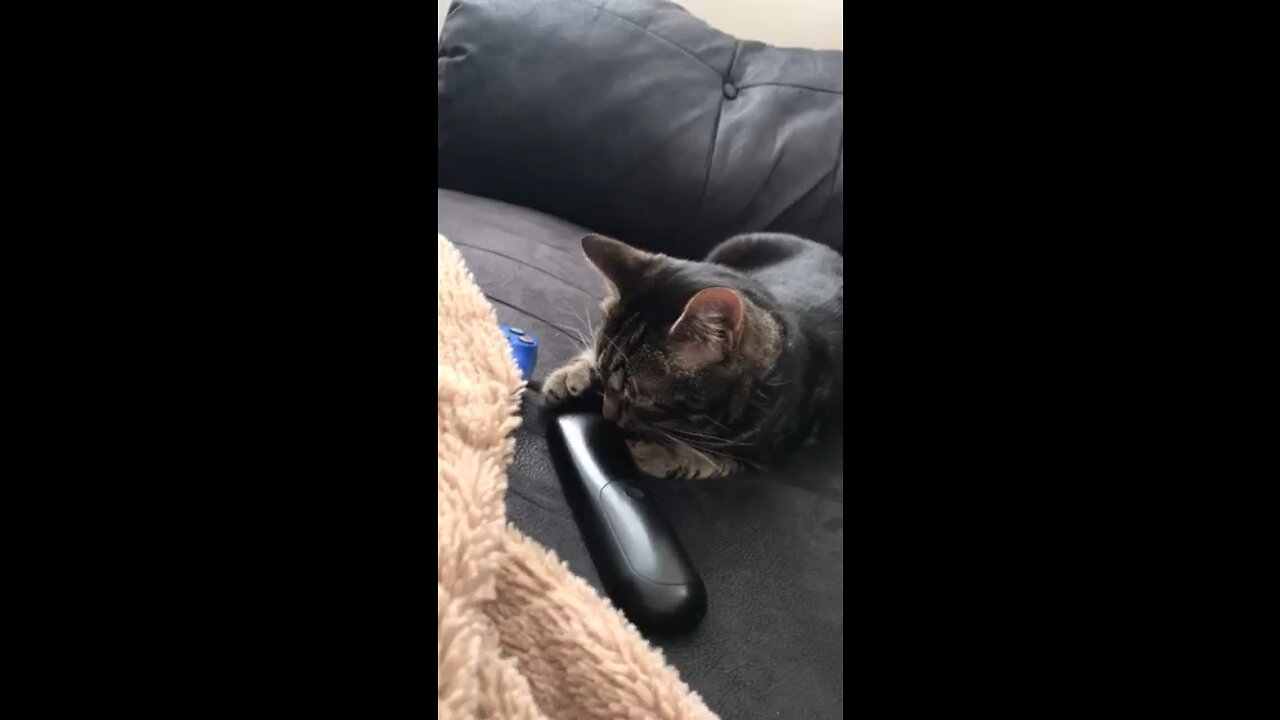 My Cat Milo Wants To Change The Channel