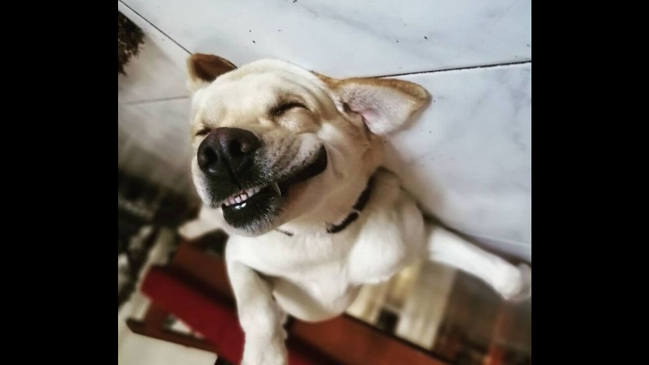 Wow you can't believe this๐ this dog did something amazing ๐ป๐ป
