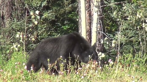 Wild Animals _ Free HD Videos - No Copyright - Youtube Free Video no copyright