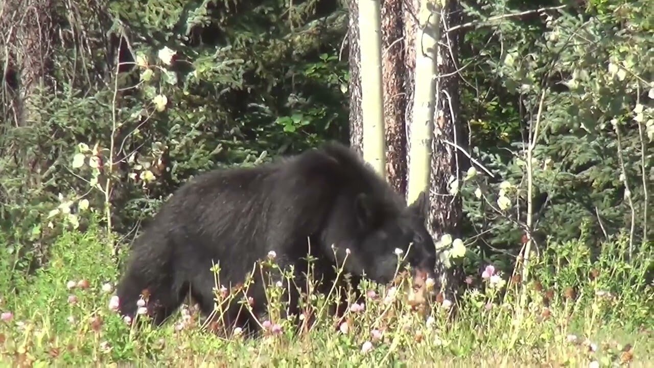 Wild Animals _ Free HD Videos - No Copyright - Youtube Free Video no copyright