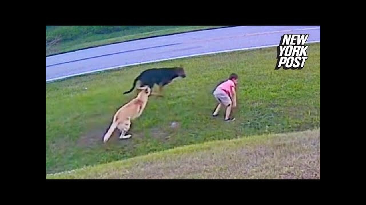 Dog saving his owner/little kid saved by a dog❤❤