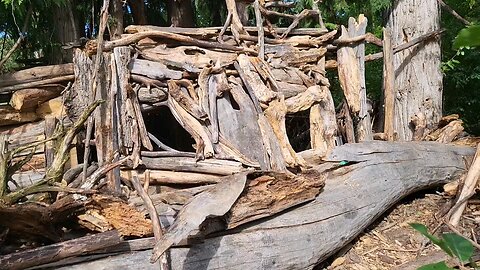 Cedar tree fort