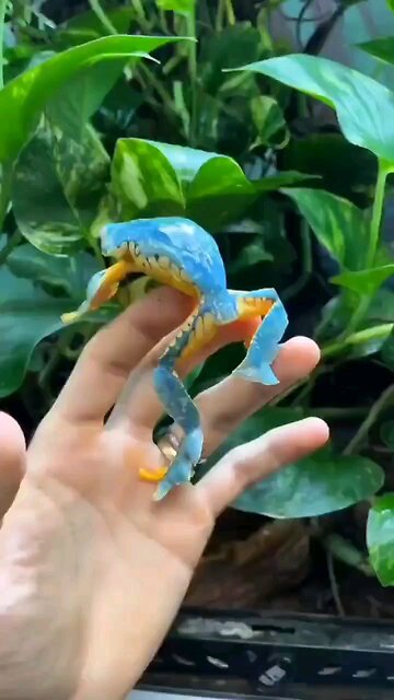 Nature: Beautifully colored fringed leaf frog.
