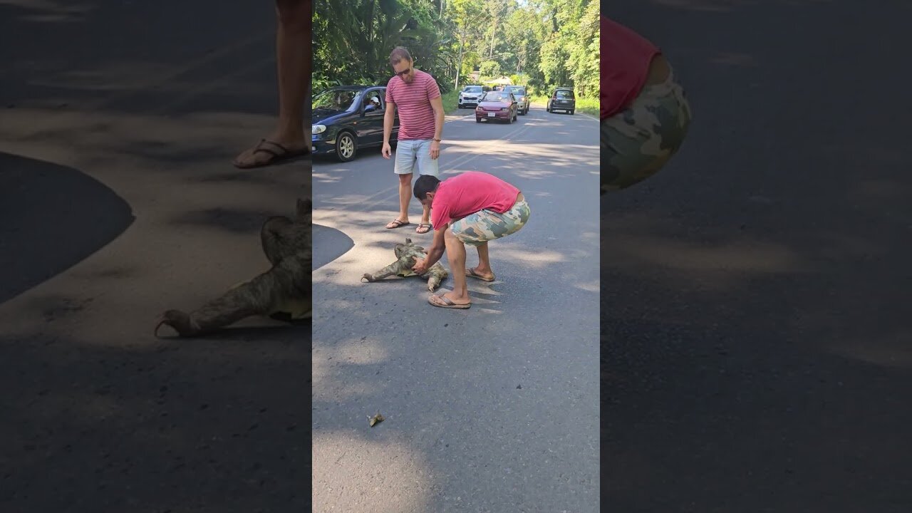 Man Rescues Stranded Sloth with Help from Another