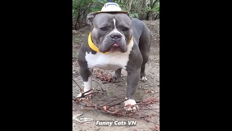 Best Funniest Videos 😂 Cute Cats 🐱 and Funny Dogs 🐶