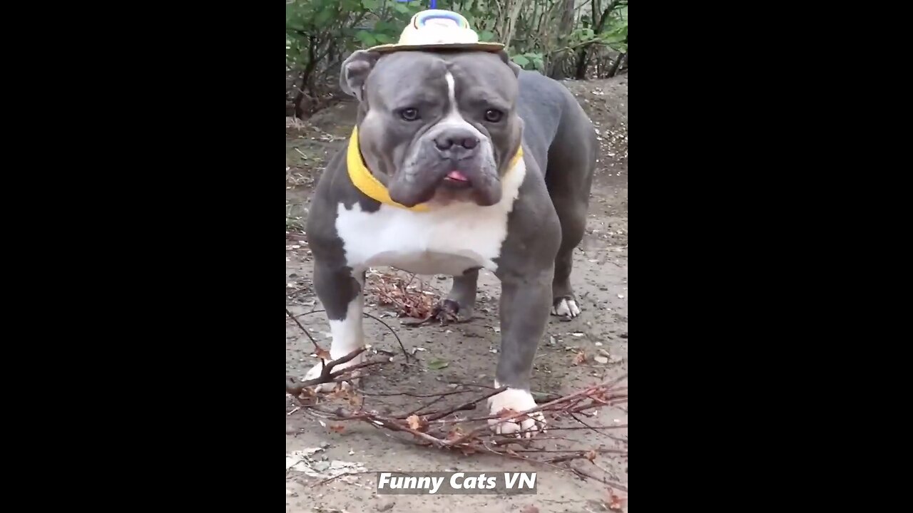 Best Funniest Videos 😂 Cute Cats 🐱 and Funny Dogs 🐶