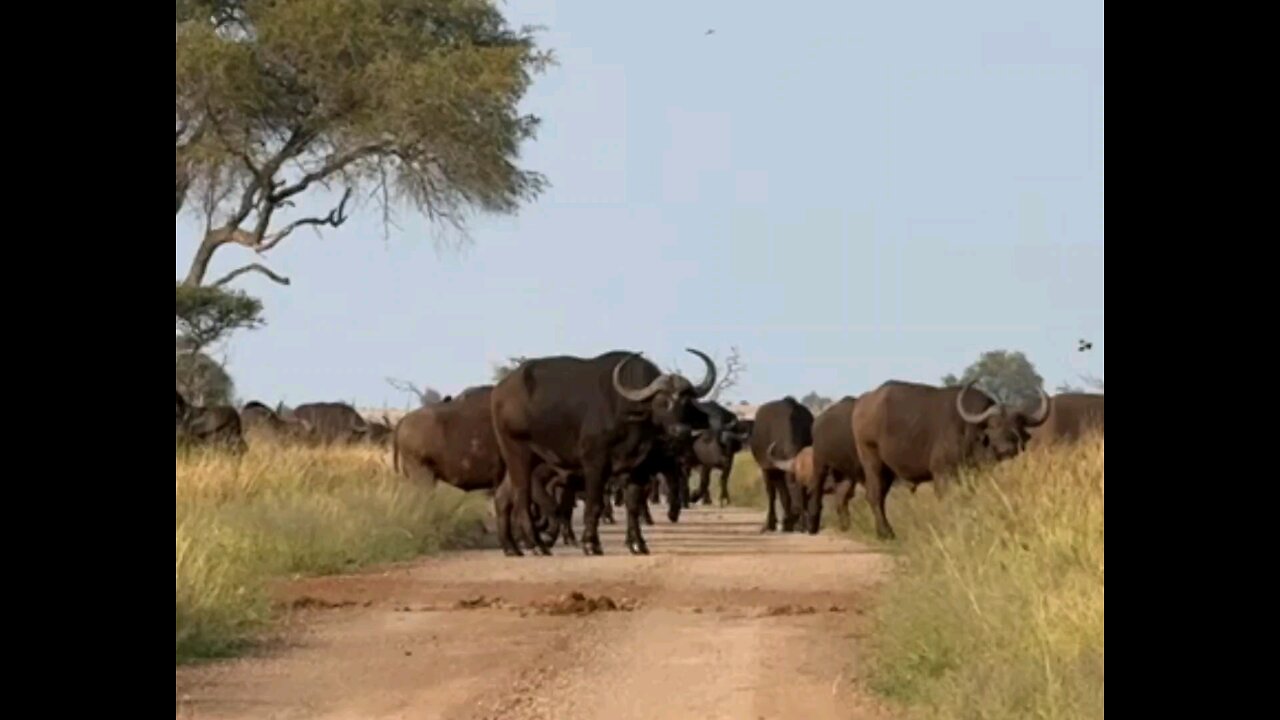 Buffalo Migration