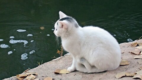 Our Cats #128 - Short Clip - Creek Jump by Pusspuss the Cat