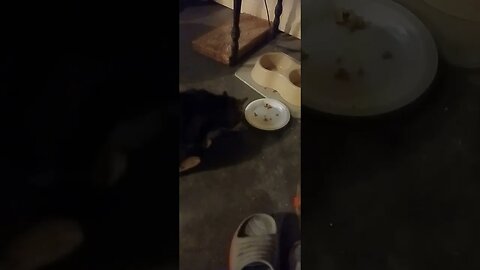 kitties breakfast tastefuls blue